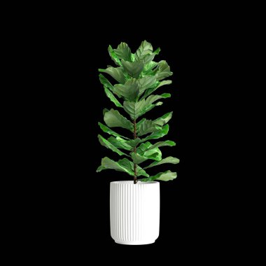 Siyah arkaplanda izole edilmiş 3D ev bitkisi çizimi