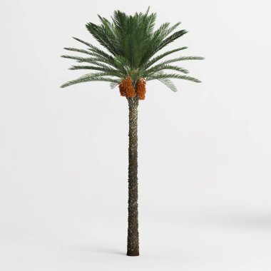3d illustration of date palm tree isolated on white background