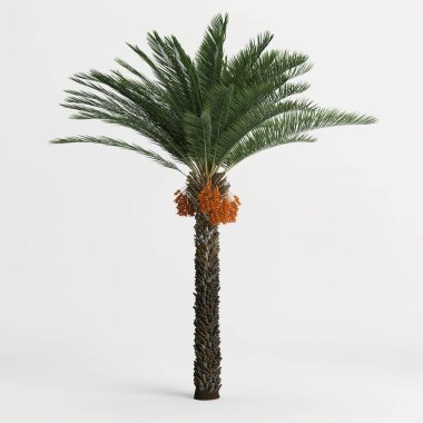 3d illustration of date palm tree isolated on white background