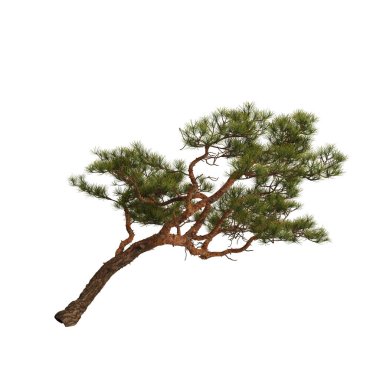 3d illustration of pine tree on rock isolated on white background