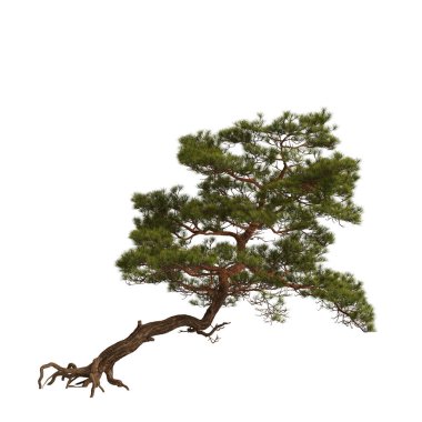 3d illustration of pine tree on rock isolated on white background