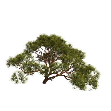 3d illustration of pine tree on rock isolated on white background