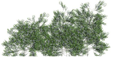 Beyaz arkaplanda izole edilmiş 3d duvar ağacı çizimi