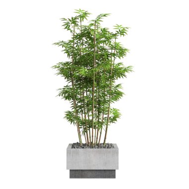 Beyaz arkaplanda izole edilmiş üç boyutlu bambu ağacı çizimi