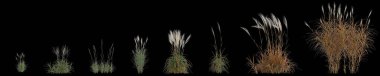 Seti miscanthus purpurpurascens çim siyah arkaplan izole 3d illüstrasyon