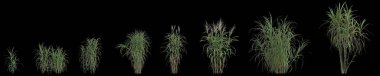Siyah arka planda izole edilmiş miscanthus floridulus otunun 3D çizimi