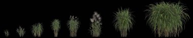 Siyah arkaplanda izole edilmiş 3 boyutlu miscanthus giganteus çimi çizimi