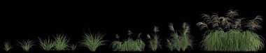 Siyah arkaplanda izole edilmiş 3d miscanthus çim çizimi