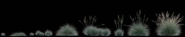 Siyah arkaplanda izole edilmiş festuca glauca otunun 3d illüstrasyonu