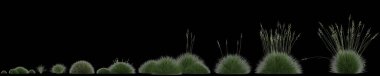 Festuca gautieri otunun siyah arkaplanda izole edilmiş 3D çizimi