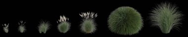 Seti miscanthus sinensis otunun siyah arka planda izole edilmiş 3d çizimi, insan gözü açısı