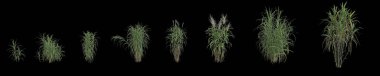 Üç boyutlu miscanthus floridulus otu çizimi siyah arka planda izole edilmiş, insan gözü açısı