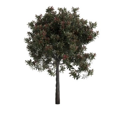 Eriobotrya japonica 'nın 3D çizimi beyaz arkaplanda izole edildi