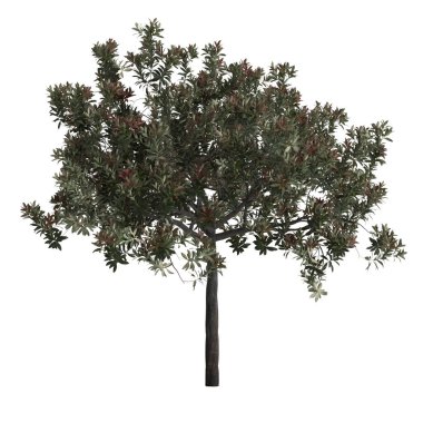 Eriobotrya japonica 'nın 3D çizimi beyaz arkaplanda izole edildi