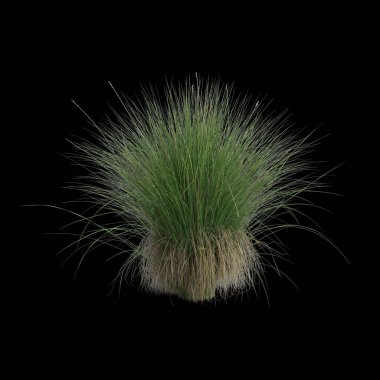 Carex appressa çalılığının siyah arka planda izole edilmiş 3D çizimi