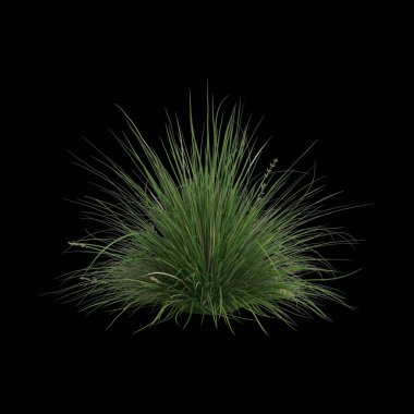 Carex appressa çalılığının siyah arka planda izole edilmiş 3D çizimi