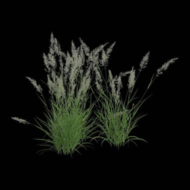 Kamagrostis Arundinacea çalılığının siyah arka planda izole edilmiş 3D çizimi