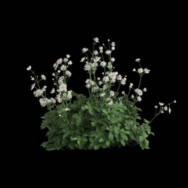 Astrantia 'nın üç boyutlu resmi. Büyük çalılık siyah arkaplanda izole edilmiş.