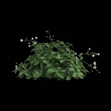 Astrantia 'nın üç boyutlu resmi. Büyük çalılık siyah arkaplanda izole edilmiş.