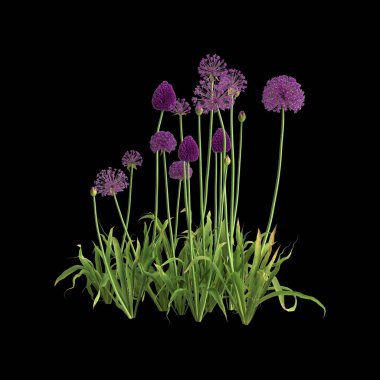 Siyah arka planda izole edilmiş 3 boyutlu allium Hollandicum çalısı.