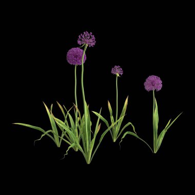 Siyah arka planda izole edilmiş 3 boyutlu allium Hollandicum çalısı.