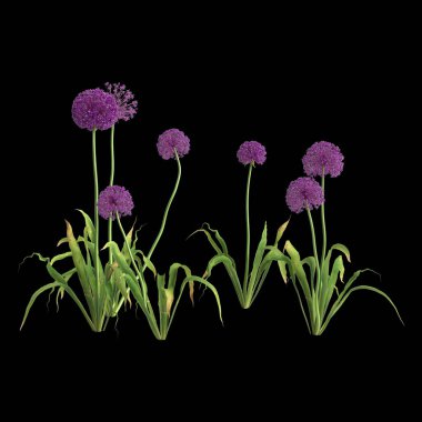 Siyah arka planda izole edilmiş 3 boyutlu allium Hollandicum çalısı.