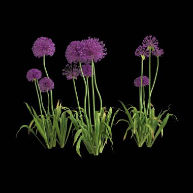 Siyah arka planda izole edilmiş 3 boyutlu allium Hollandicum çalısı.