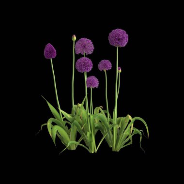 Siyah arka planda izole edilmiş 3 boyutlu allium Hollandicum çalısı.