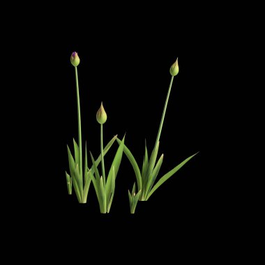 Siyah arka planda izole edilmiş 3 boyutlu allium Hollandicum çalısı.