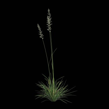 Koeleria Macrantha çalısının siyah arka planda izole edilmiş 3D çizimi