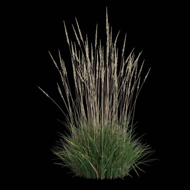 Koeleria Macrantha çalısının siyah arka planda izole edilmiş 3D çizimi