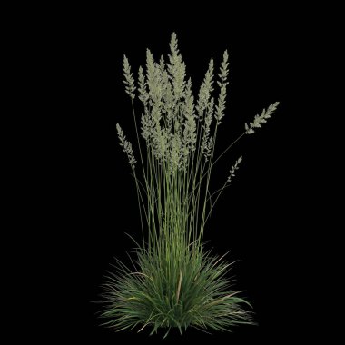 Koeleria Macrantha çalısının siyah arka planda izole edilmiş 3D çizimi