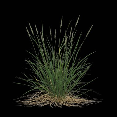 Koeleria Macrantha çalısının siyah arka planda izole edilmiş 3D çizimi