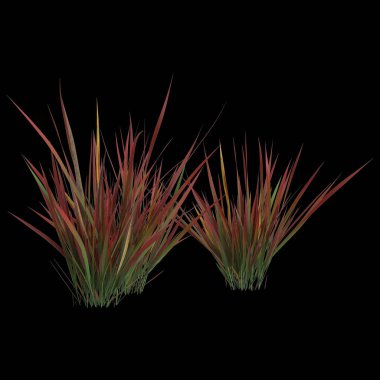 Siyah arkaplanda izole edilmiş 3D imperata çimi çizimi