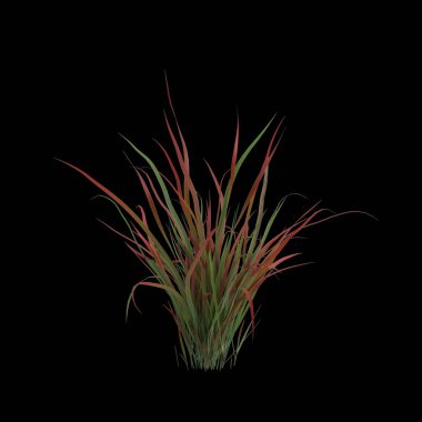 Siyah arkaplanda izole edilmiş 3D imperata çimi çizimi