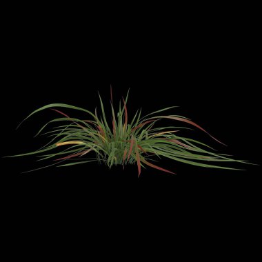 Siyah arkaplanda izole edilmiş 3D imperata çimi çizimi