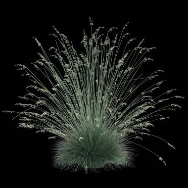 Helictotrichon sempervirens çalılığının siyah arkaplanda izole edilmiş 3D çizimi