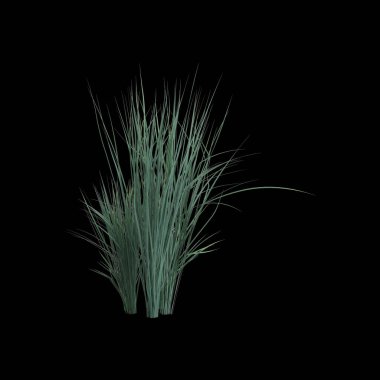 Helictotrichon sempervirens çalılığının siyah arkaplanda izole edilmiş 3D çizimi