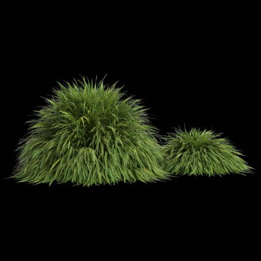 Siyah arkaplanda 3 boyutlu hakonechloa macra çalılığı görüntüsü izole edildi