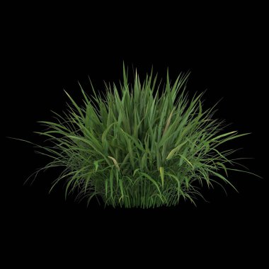 Siyah arkaplanda 3 boyutlu hakonechloa macra çalılığı görüntüsü izole edildi