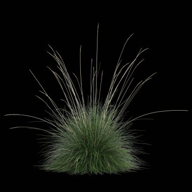 Festuca Mairei çalılığının siyah arka planda izole edilmiş 3D çizimi