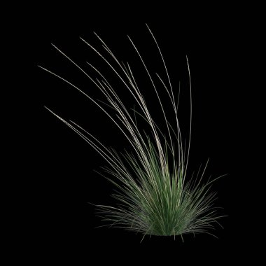 Festuca Mairei çalılığının siyah arka planda izole edilmiş 3D çizimi