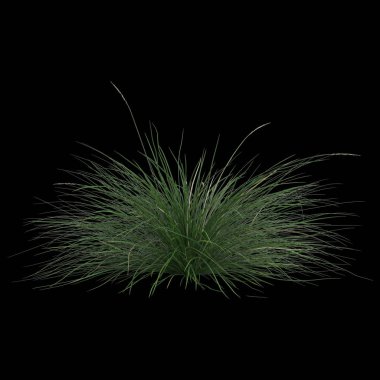 Festuca Mairei çalılığının siyah arka planda izole edilmiş 3D çizimi