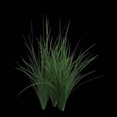 Festuca Mairei çalılığının siyah arka planda izole edilmiş 3D çizimi