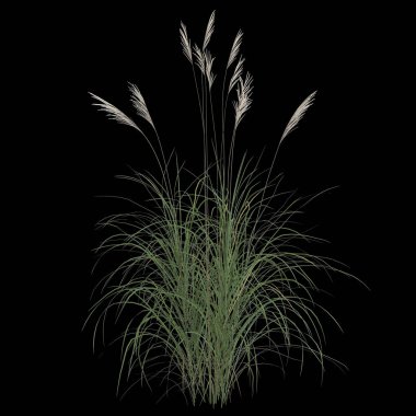 Siyah arkaplanda izole edilmiş miscanthus sinensis çalılığının 3D çizimi