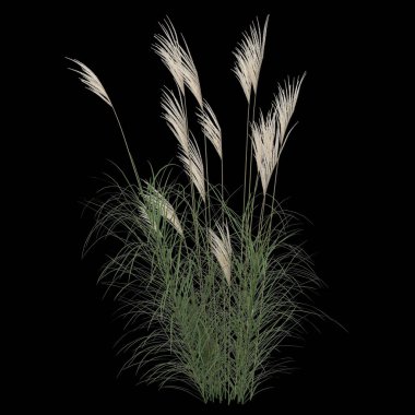 Siyah arkaplanda izole edilmiş miscanthus sinensis çalılığının 3D çizimi