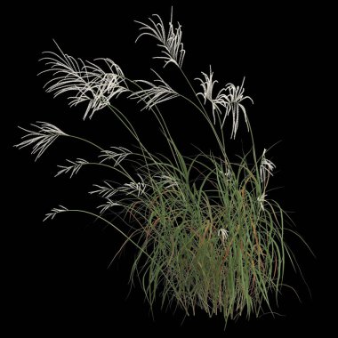 Kara arkaplanda izole edilmiş miscanthus sakkariflorus çalılığının 3D çizimi