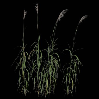 Kara arkaplanda izole edilmiş miscanthus sakkariflorus çalılığının 3D çizimi