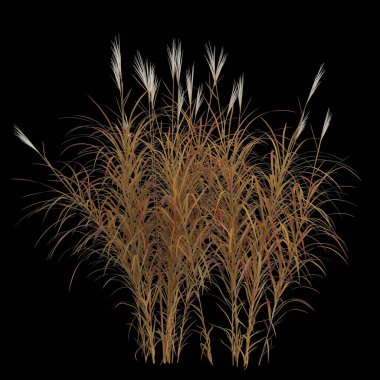 Kara arkaplanda izole edilmiş miscanthus purpurascens çalılığının 3D çizimi