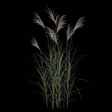 Kara arkaplanda izole edilmiş miscanthus sakkariflorus çalılığının 3D çizimi